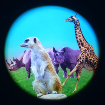Animals