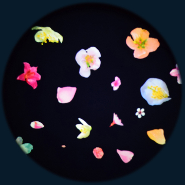 Blossom 