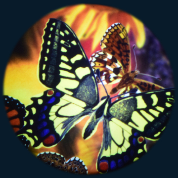 Butterflies