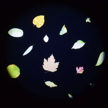 Leaf