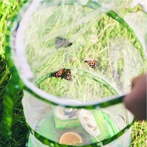 Butterfly Garden