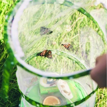 Butterfly Garden